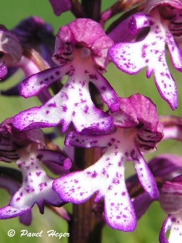 Orchis x hybrida